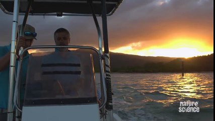 The most painful sting on Earth. The Irukandji  Jellyfish.