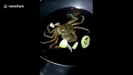 Live crab eats ingredients while being cooked in pan