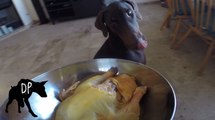 Doberman eating a whole chicken | Raw Food Diet For Dogs