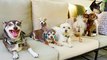 Pet Adoption: 3 Reasons Senior Shelter Dogs Rule