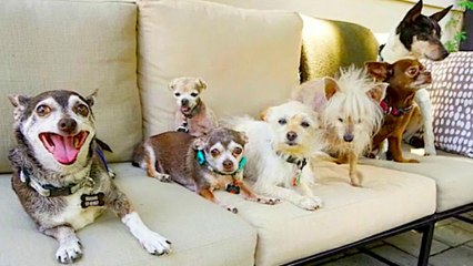 Pet Adoption: 3 Reasons Senior Shelter Dogs Rule