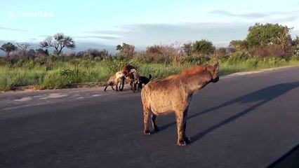 Hyena gets wire wrapped around neck as it escapes snare