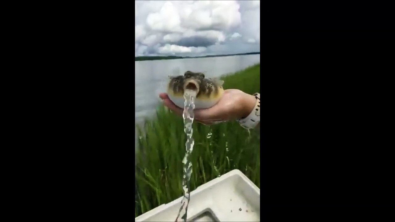 Quand un poisson-globe relâche tout l'eau qu'il a avalé