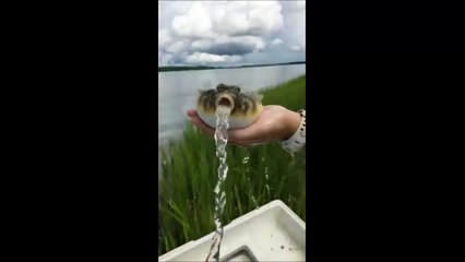 Quand un poisson-globe relâche tout l'eau qu'il a avalé