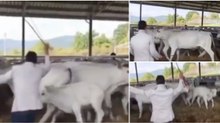 Aprendeu da pior maneira de que não é com chicotadas que se deve lidar com o gado
