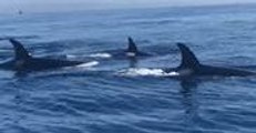 Whale Watching Tour Captures Rare Sighting Off San Diego