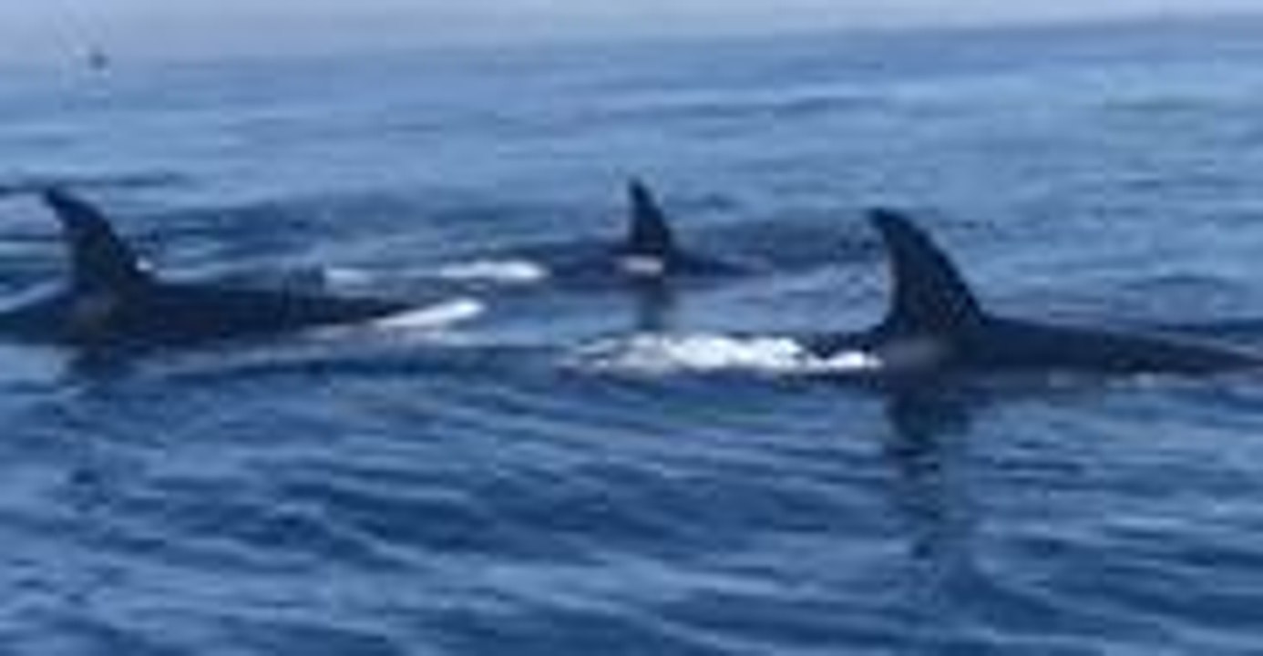 Whale Watching Tour Captures Rare Sighting Off San Diego