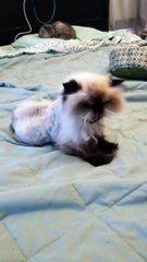 Cette chatte échappe de justesse à un destin tragique, et nage aujourd’hui en plein bonheur. (vidéo)