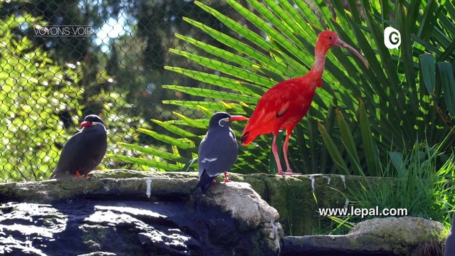 VOYONS VOIR - 12 OCTOBRE 2017