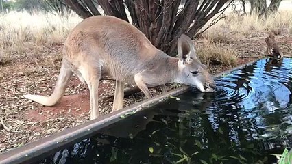 Thirsty Kangaroo Drinks a Lot of Water