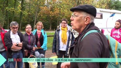 Sur place aux champignons dans la forêt du Gâvre