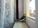 sultan papağanı fenerli FERİT