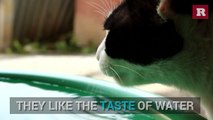 Fun facts about cats | Rare Animals