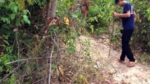 The Best Birds Trap in Cambodia - Amazing Quick Wild Chicken Trap in My Village