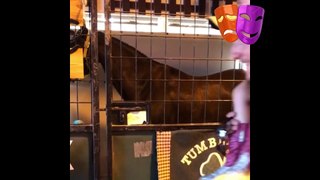 Increible video de Asi luce tu caballo cuando lo drogas 2017