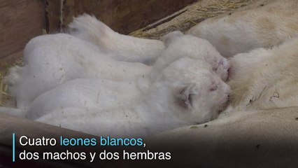 Nacen cuatro leones blancos en zoo francés