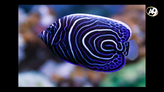 Canlılardaki renklerin uyumu ve simetri evrimi geçersiz kılıyor. Tesadüf simetri yapamaz