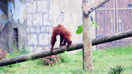 Celebrate Orangutan Caring Week at Audubon Zoo