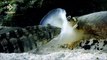 Ce mollusque avale des poissons endormis - Créature cauchemardesque