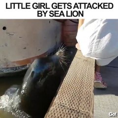 Download Video: Un lion de mer attrape une fillette par sa jupe et la tire dans l'eau... Drame évité de justesse