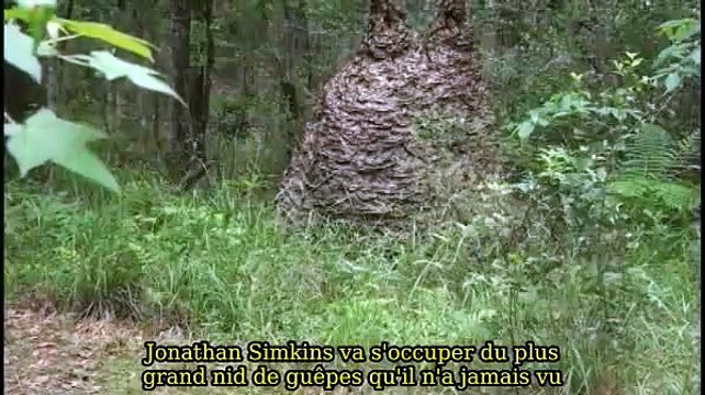 Un nid de guêpes géant ça ressemble à ça... Incroyable!