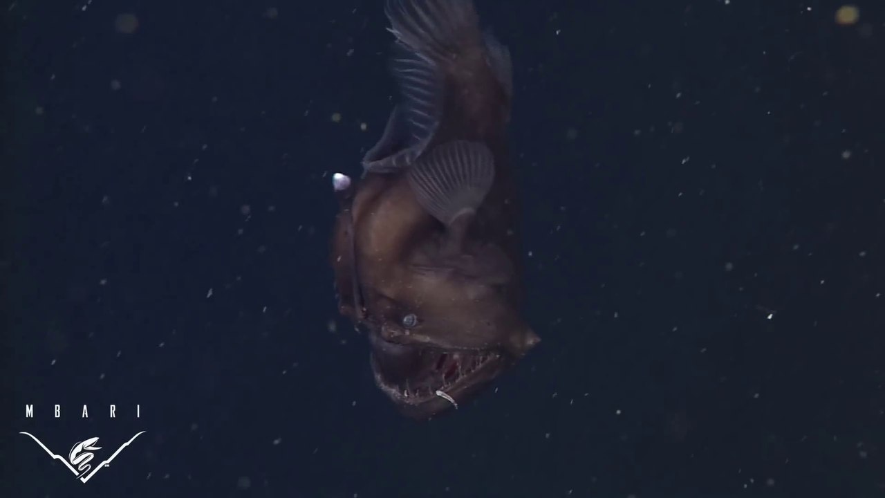 Un poisson très rare à l'aspect démoniaque et monstrueux - Black Seadevil Anglerfish
