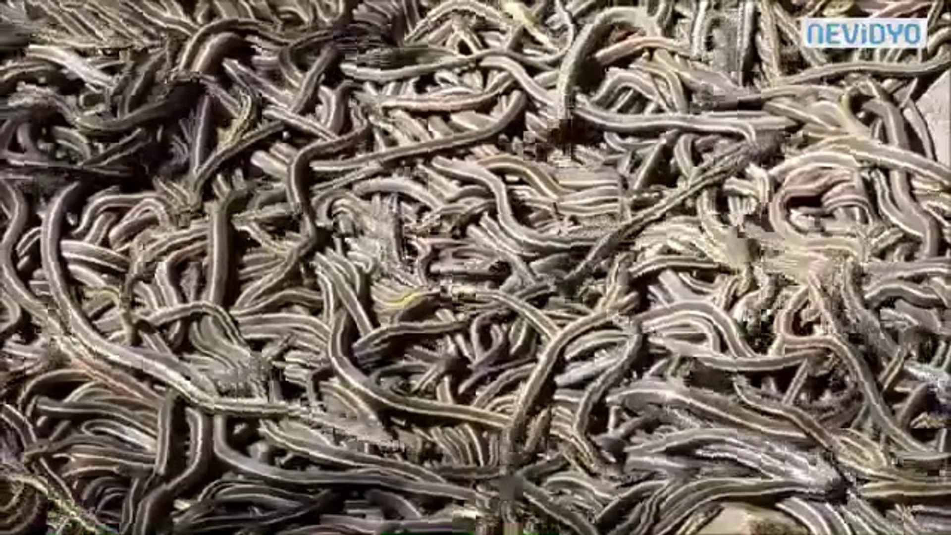 Porte-fouet Indiana Jones Avec Serpent Et Taureau - Sécurité 3 étapes - Accessoire Cosplay Vintage