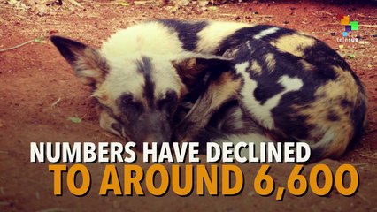 Which animals are closest to extinction?