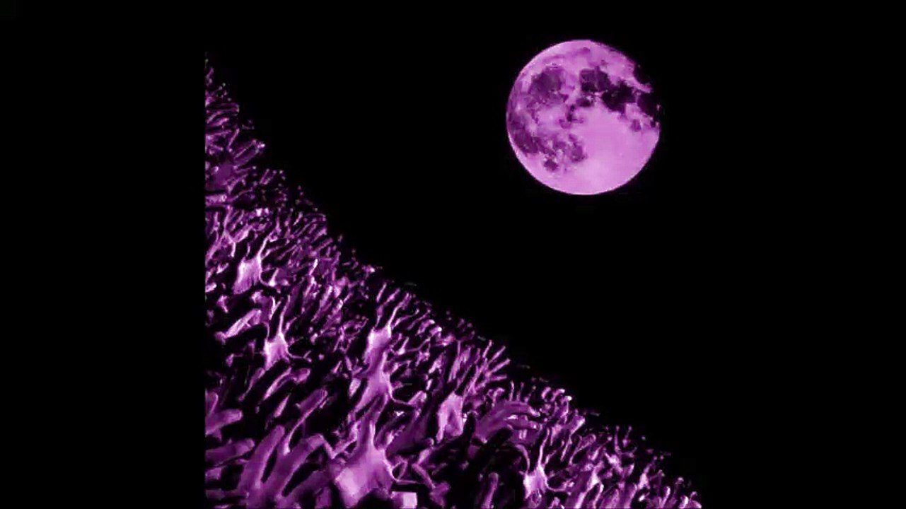 Muse - Time Is Running Out, Rotterdam Ahoy, 11/06/2003