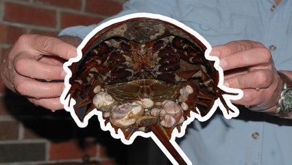 Atnalı Yengeci Ve Zebra Köpek Balığı