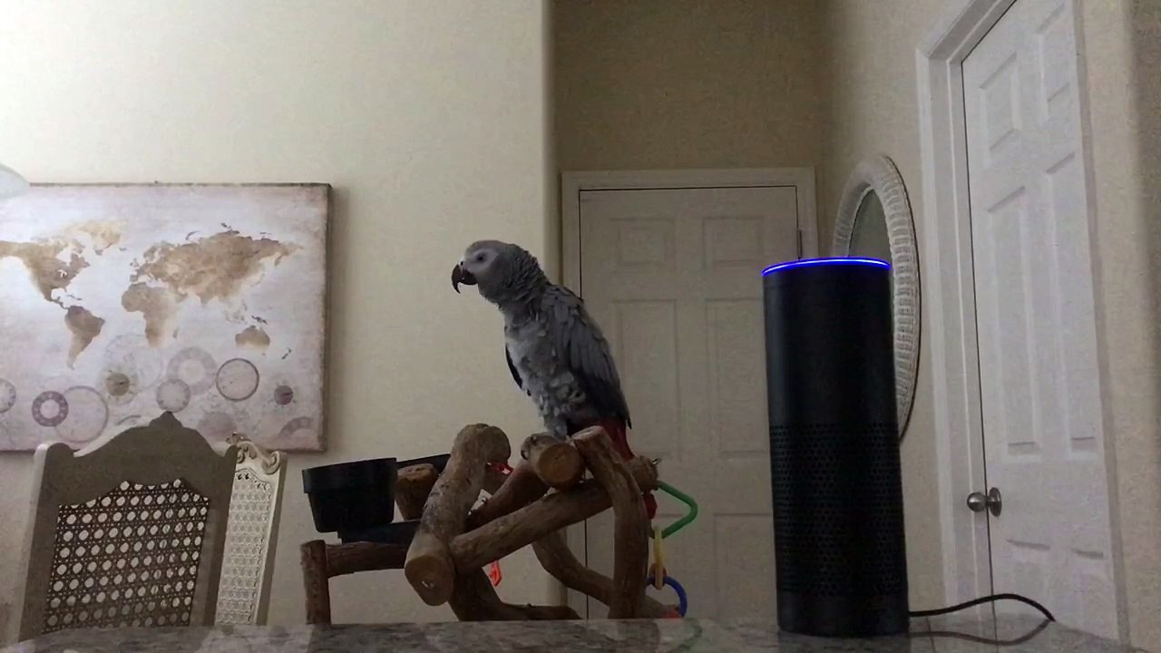 Petra the Parrot and Alexa