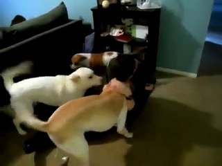 U.S. Navy Sailor, Home From Deployment, Surprises His Three Dogs