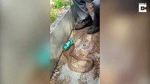 Amazing video shows 4-ft-long cobra being rescued after its head got stuck in soft drink can