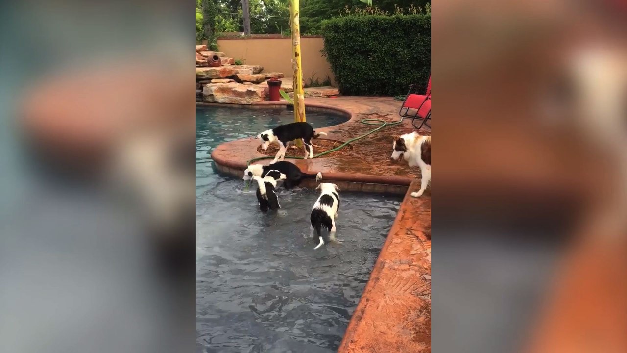 6 Puppies Playing By The Pool