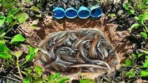 Best Eel Trap With Deep Hole - How To Catch Eels and Fish With Deep Hole