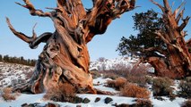 As árvores mais antigas do mundo