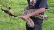 Wow! Brave Boy Catch Big snake While Going Checking Bird Traps