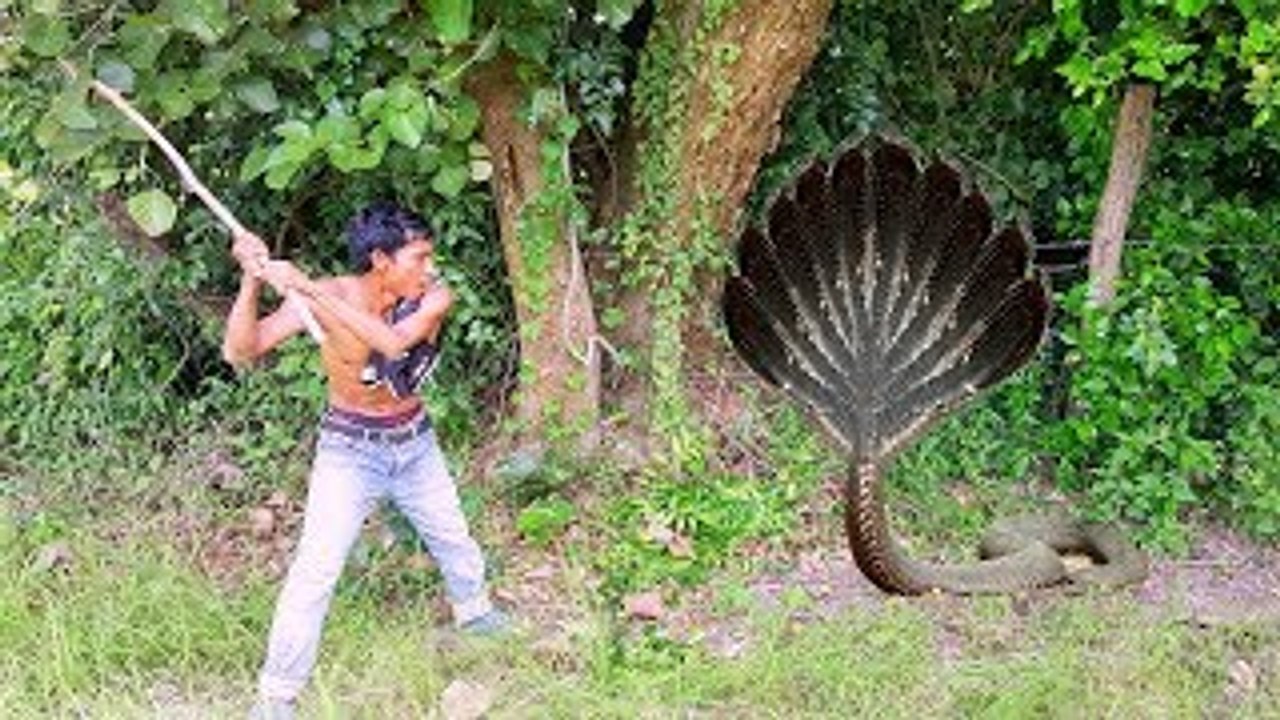 Terrifying!! Brave Man Catch Most Snake With Hand - ពស់ថ្នាំង