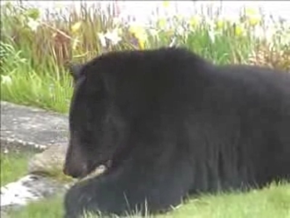 Ours noir canada