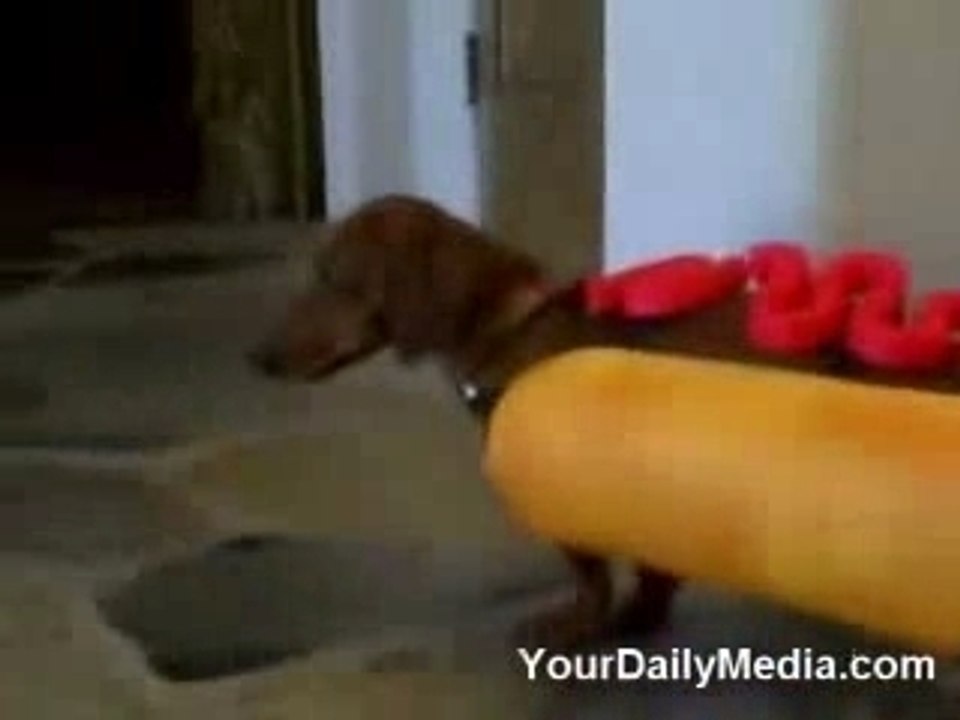 Cani? Ecco il Vero Hot Dog ^_^
