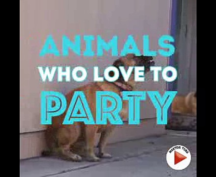 Animal dancing