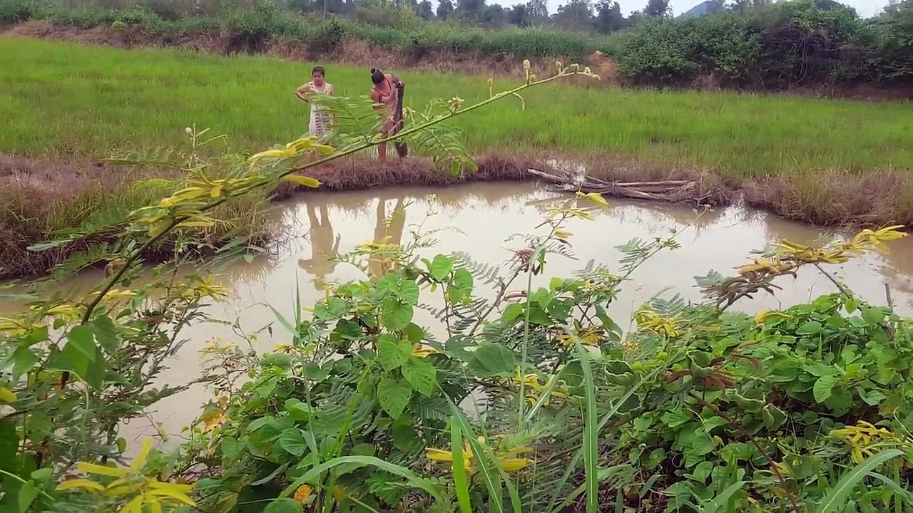 Amazing fishing at Battambang - people fishing in Cambodia - How to Catches fish (Part 250)
