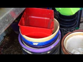 Man Finds Huge Huntsman in Garden Shed