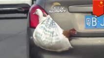 Chinese find innovative ways of carrying fresh poultry home