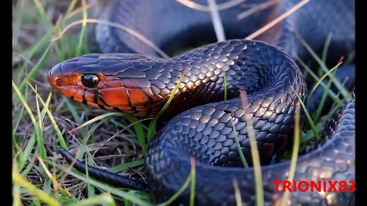 LOS ANIMALES MAS BONITOS DEL MUNDO – Los animales mas tiernos del mundo