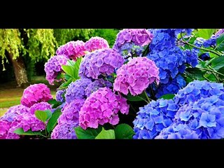 Plantas que atraen la mala suerte