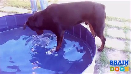 Brain Training for Dogs: Turn Your Dog into a Genius!