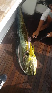 Regardez ce que ce poisson avait dans le ventre... 32 bébés tortues!