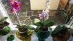 Watering Process of Phalaenopsis Orchid Flower How To Take Care Of Orchids In Plastic Pot
