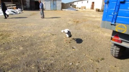 Ağrılı Vatandaş 10 Yıldır Leyleğe Çocukları Gibi Bakıyor